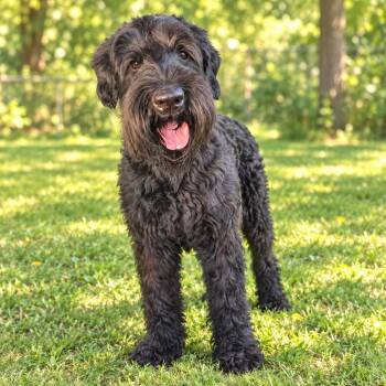 Wilson -  Giant Schnauzer Dog for Adoption - Wilson | PetCurious