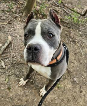 Rescue Pit Bull Terrier and Mixed Breed Dogs for Adoption in Twinsburg, Ohio - Tobias | PetCurious