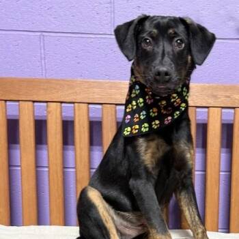 Rescue Shepherd and Australian Cattle Dog Blue Heeler Dogs for Adoption in North Prairie, Wisconsin - **AJAX** | PetCurious