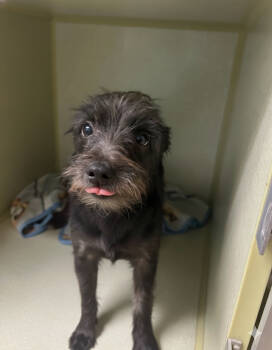 Rescue Miniature Schnauzer and Mixed Breed Dogs for Adoption in Broken Arrow, Oklahoma - Guinness | PetCurious