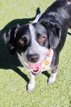 Lucy -  Mixed Breed Dog for Adoption in Morgantown, Kentucky - Lucy | PetCurious
