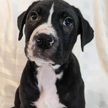 Labrador Retriever and Pit Bull Terrier Dogs Available for Adoption - Loki  | PetCurious