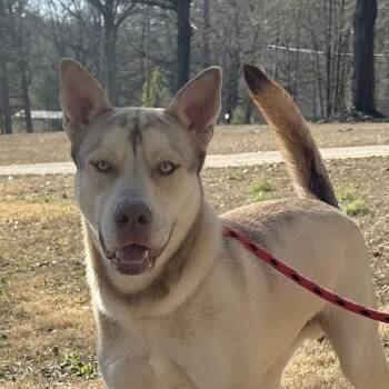 Husky Dogs Available for Adoption in Locust Fork, Alabama - Dusty | PetCurious
