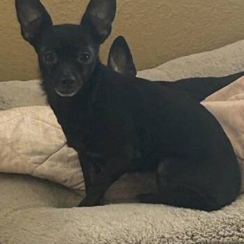 Rescue Chihuahua Dogs for Adoption in Midland, Texas - Sadie | PetCurious
