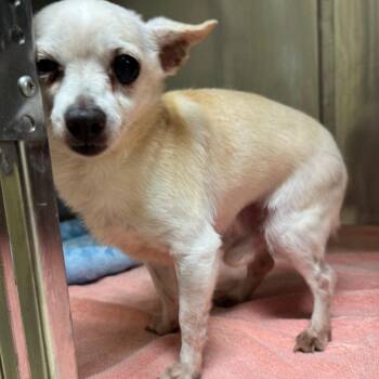 Chihuahua Dogs Available for Adoption in Winston-salem, North Carolina - Pecan | PetCurious