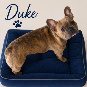 Duke -  French Bulldog Dog for Adoption in Momence, Illinois - Duke | PetCurious