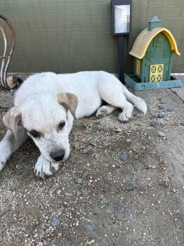 Rescue Shepherd Dogs for Adoption in Fullerton, California - Roy | PetCurious