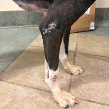 Mixed Breed Dogs Available for Adoption - Oreo | PetCurious