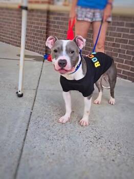 Mixed Breed Dogs Available for Adoption in Chamblee, Georgia - Pebble - IN FOSTER | PetCurious