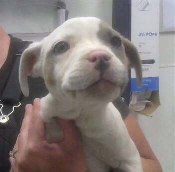 Pit Bull Terrier and Mixed Breed Dogs Available for Adoption in Albuquerque, New Mexico - MOON | PetCurious