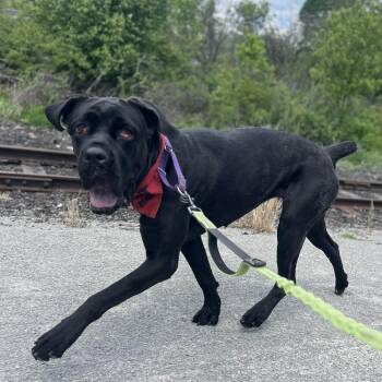 Girlfriend -  Cane Corso and Mixed Breed Dog for Adoption in Greensburg, Pennsylvania - Girlfriend | PetCurious