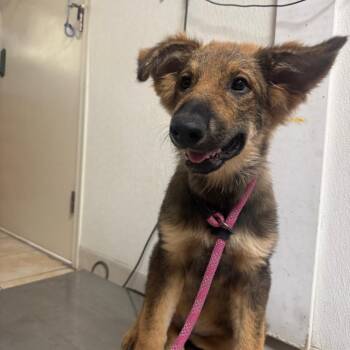 Koala -  German Shepherd Dog Dog for Adoption in Pekin, Illinois - Koala | PetCurious