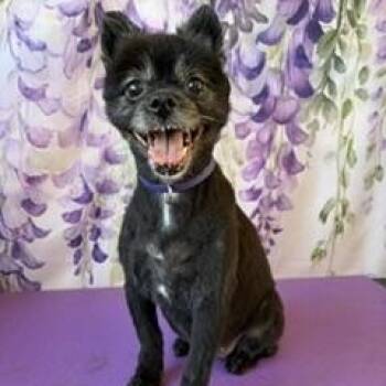 Charity -  Pomeranian Dog for Adoption in Tifton, Georgia - Charity | PetCurious