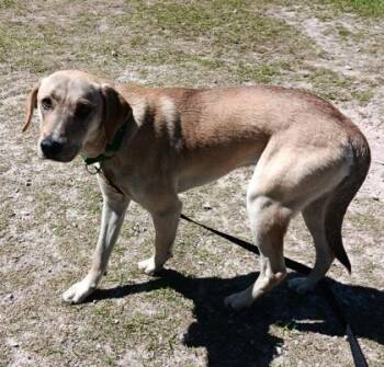 Carolina Dog and Mixed Breed Dogs Available for Adoption in Conway, South Carolina - Earthquake | PetCurious