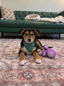 Jett Walter Jennings -  Labrador Retriever and German Shepherd Dog Dog for Adoption in Friendswood, Texas - Jett Walter Jennings | PetCurious