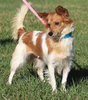 Chihuahua Dogs Available for Adoption in North Fort Myers, Florida - Checkers | PetCurious