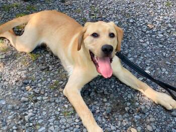 Warden -  Labrador Retriever Dog for Adoption in Lewistown, Pennsylvania - Warden | PetCurious