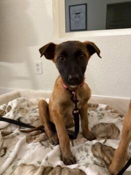 Rescue Belgian Shepherd Malinois and German Shepherd Dog Dogs for Adoption in Seattle, Washington - Autumn | PetCurious