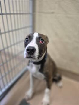 Rescue Boxer and Mixed Breed Dogs for Adoption in Texas City, Texas - BINGO | PetCurious