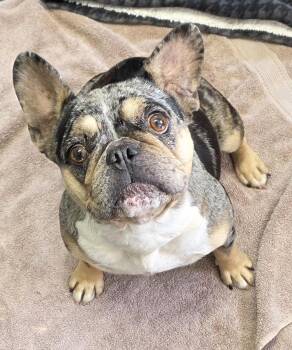Tay Tay -  French Bulldog Dog for Adoption in Momence, Illinois - Tay Tay | PetCurious