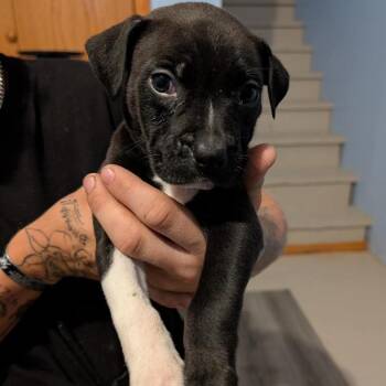 Wheezy -  Mixed Breed Dog for Adoption in Wichita, Kansas - Wheezy | PetCurious