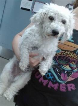 BONNIE -  Poodle Dog for Adoption in Salinas, California - BONNIE | PetCurious