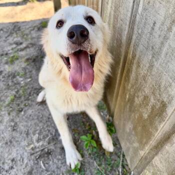 Yeti -  Mixed Breed Dog for Adoption in Milton, Florida - Yeti | PetCurious