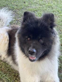 Akita Dogs Available for Adoption in Riverside, California - CUBBY | PetCurious