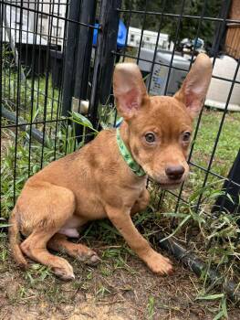 Rescue German Shepherd Dog Dogs for Adoption in Jay, New York - Elija Gray | PetCurious