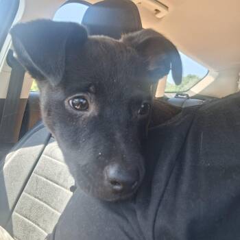 Black Labrador Retriever and Mixed Breed Dogs Available for Adoption in Connelly Springs, North Carolina - Sunny | PetCurious