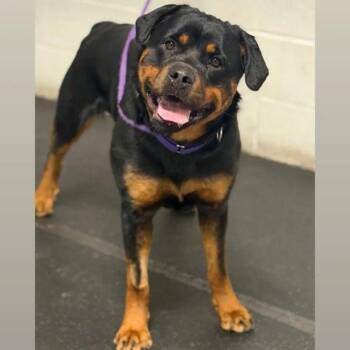 Rottweiler Dogs Available for Adoption in Patterson, New York - Liesel | PetCurious