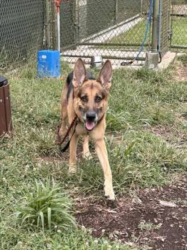 KAMO -  German Shepherd Dog Dog for Adoption in Leesburg, Virginia - KAMO | PetCurious