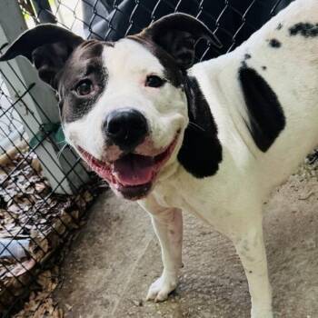 MillieMoo "Millie" -  Mixed Breed and American Bulldog Dog for Adoption in Williston, Florida - MillieMoo "Millie" | PetCurious