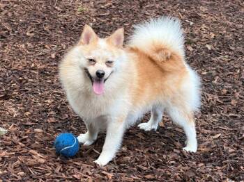 Lasco -  Pomeranian Dog for Adoption in East Hartford, Connecticut - Lasco | PetCurious