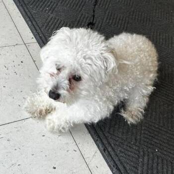 Sweetie -  Mixed Breed Dog for Adoption in Davenport, Iowa - Sweetie | PetCurious