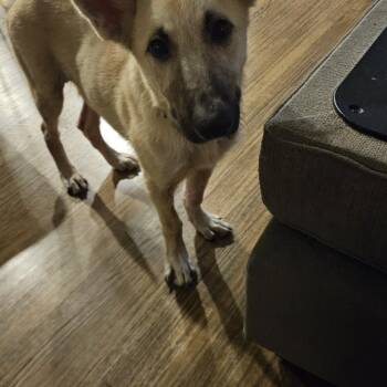 Rescue German Shepherd Dog and Mixed Breed Dogs for Adoption in Choctaw, Oklahoma - Stetson | PetCurious