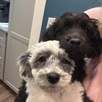 Ducky Puppy: Suki -  Dachshund and Mixed Breed Dog for Adoption in Washington, District Of Columbia - Ducky Puppy: Suki | PetCurious