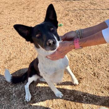Lady KCAC #345.26 -  Mixed Breed and Border Collie Dog for Adoption in Kerrville, Texas - Lady KCAC #345.26 | PetCurious