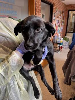 Rescue Labrador Retriever and Mixed Breed Dogs for Adoption - Orchi | PetCurious