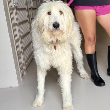 Poodle Dogs Available for Adoption in Chicago, Illinois - Cloudy | PetCurious