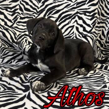 Athos -  Pit Bull Terrier and Australian Cattle Dog Blue Heeler Dog for Adoption in Hillsboro, Ohio - Athos | PetCurious