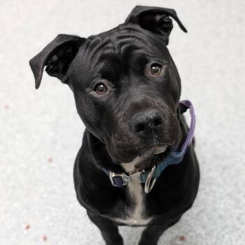 Juno -  American Staffordshire Terrier Dog for Adoption in Grand Rapids, Michigan - Juno | PetCurious