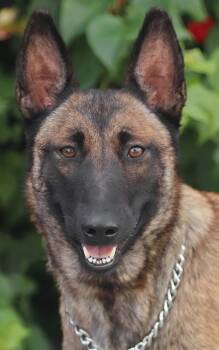 Madeline von Malborn -  Belgian Shepherd Malinois Dog for Adoption in Los Angeles, California - Madeline Von Malborn | PetCurious