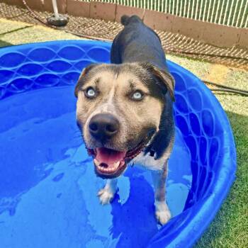 Blue -  Pit Bull Terrier Dog for Adoption in Groveland, Massachusetts - Blue | PetCurious