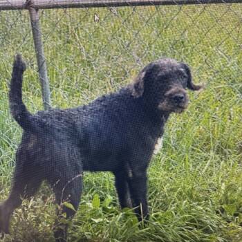 Zane -  Labradoodle and French Bulldog Dog for Adoption in Indiana, Pennsylvania - Zane | PetCurious