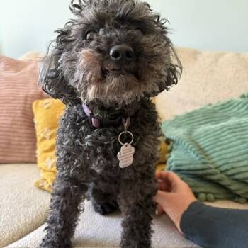 Summer -  Miniature Poodle Dog for Adoption in Toronto, Ontario - Summer | PetCurious