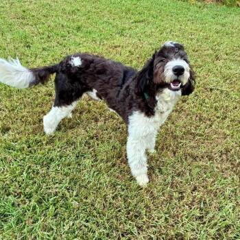 Cookie -  Poodle and Bernese Mountain Dog Dog for Adoption in Alafaya, Florida - Cookie | PetCurious