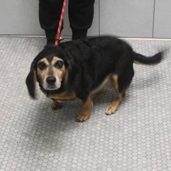 Gretl+ -  Beagle and Mixed Breed Dog for Adoption in Elk Grove Village, Illinois - Gretl+ | PetCurious