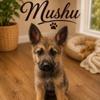German Shepherd Dog Dogs Available for Adoption in Justin, Texas - Mushu  | PetCurious