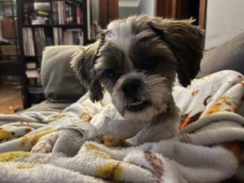 Shih Tzu and Mixed Breed Dogs Available for Adoption in Westland, Michigan - Mr. Muffin | PetCurious